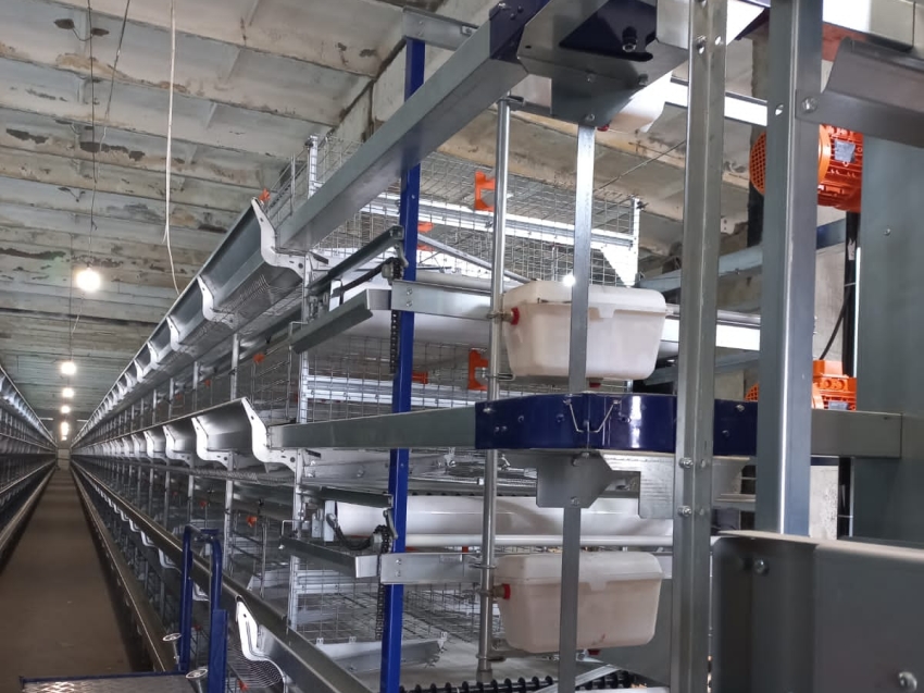  Читинская птицефабрика будет производить 18 миллионов яиц в год после своей реконструкции 